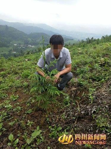 男子砍珍稀植物紅豆杉做炊具 補栽3畝森林贖罪