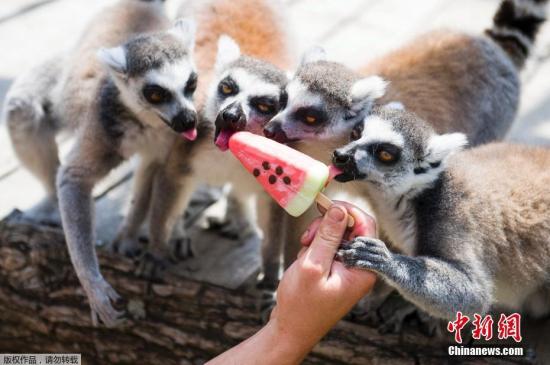 近日，匈牙利珍珠市，當(dāng)?shù)貧鉁仫j升，珍珠市動物園的小動物們吃冰戲水消暑。