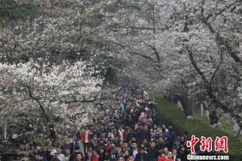 資料圖：櫻花節(jié)期間，武漢大學(xué)校園內(nèi)游人如織，張暢 攝