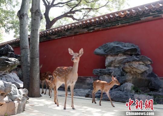 慈寧宮圈養(yǎng)來自避暑山莊的活鹿 杜洋 攝