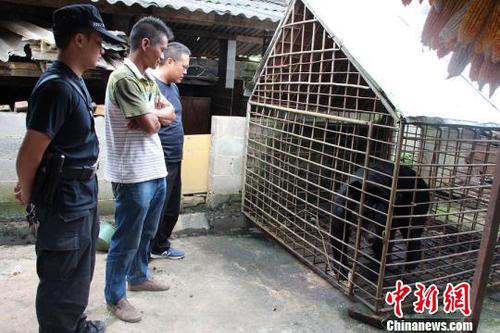 圖為王某非法飼養(yǎng)的黑熊。寧洱縣森林公安局