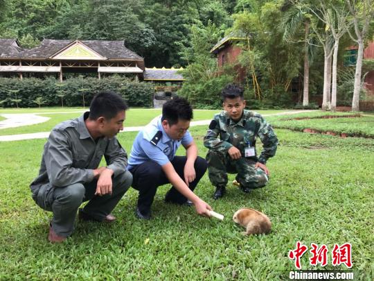 圖為蜂猴被救助。　常宗波 攝