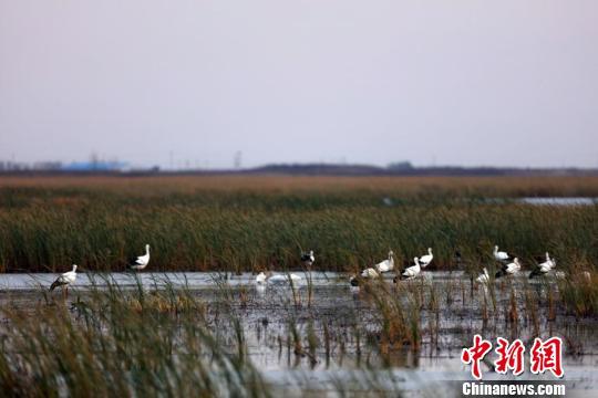 生態(tài)環(huán)境的改變讓越來越多的東方白鸛重返莫莫格濕地 李軍俊 攝