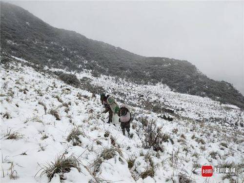 成都首次雪豹專項調(diào)查結(jié)束:成都范圍有 至少兩只