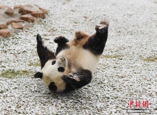 11月2日，長春市迎來深秋首場降雪，吉林省東北虎園內(nèi)的大熊貓夢夢興奮地在雪中撒歡。<a target='_blank' href='http://www.chinanews.com/'>中新社</a>記者 張瑤 攝