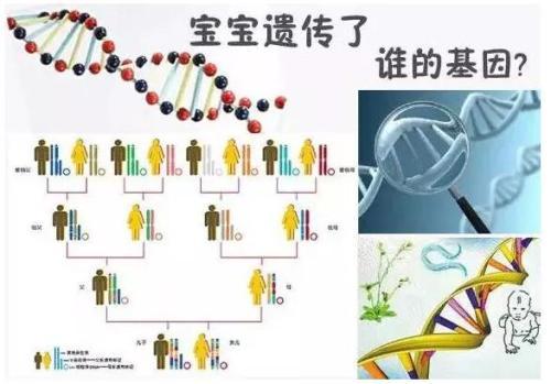 孩子的智商和相貌 更容易遺傳誰(shuí)？