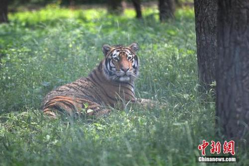 資料圖：威猛的東北虎躲在樹蔭下“慵懶”地休息。 張瑤 攝