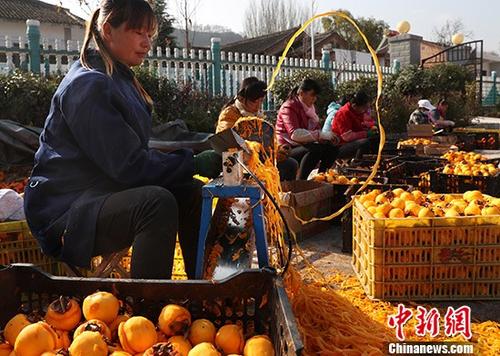 11月14日，陜西省隴縣天城鎮(zhèn)范家營村農(nóng)戶正在采摘柿子，進行柿餅深加工。該村有柿子樹千余棵，近半數(shù)樹齡超過百年，年產(chǎn)柿子300余噸。往年由于柿子滯銷造成大量柿子爛在地里。今年在當(dāng)?shù)卣鲐毟刹繋椭?，該村以合作社加農(nóng)戶方式，正在以采摘、深加工、銷售一條龍服務(wù)模式脫貧。 <a target='_blank' href='http://www.chinanews.com/'>中新社</a>記者 宋吉河 攝