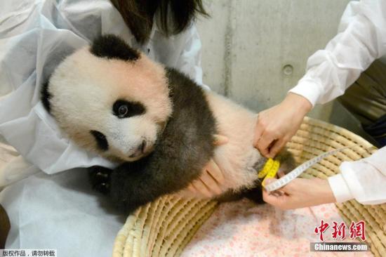 當?shù)貢r間2017年10月10日，日本東京，旅日大熊貓“香香”在東京上野野生動物園進行健康檢查?！跋阆恪本o抱住工作人員，萌態(tài)十足。