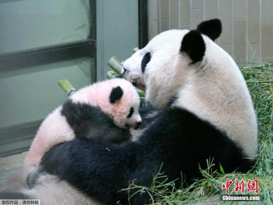 當?shù)貢r間2017年9月25日，日本東京，東京上野動物園出生的熊貓寶寶名字為“香香”。據(jù)報道，動物園在7月28日至8月10日期間為熊貓寶寶舉行了征名活動，為熊貓寶寶征集到32.2萬個名字。今早8點，日方選考委員會經(jīng)過與中方協(xié)商，最終決定使用“香香”這個名字。