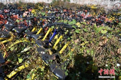 資料圖：數(shù)百輛共享單車被荒草“掩埋”。<a target='_blank' href='http://www.chinanews.com/'>中新社</a>記者 任東 攝