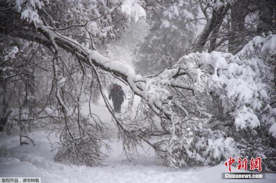 4日，莫斯科降雪和冰雨造成100多起樹(shù)倒砸車事件。