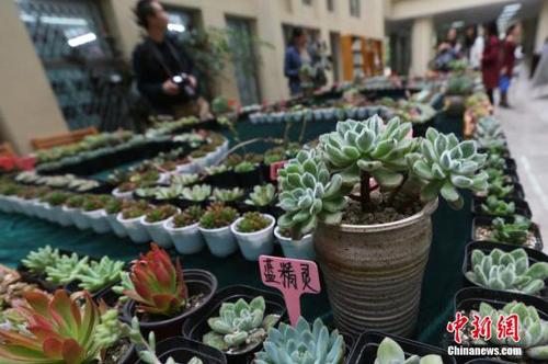 資料圖：多肉植物。<a target='_blank' href='http://www.chinanews.com/'>中新社</a>記者 泱波 攝