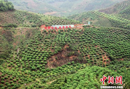 圖為百色市右江區(qū)永樂鎮(zhèn)芒果種植示范區(qū)一角。　楊志雄 攝