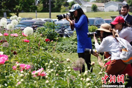 當(dāng)?shù)貢r間6月8日，加拿大安大略省奧沙瓦市(Oshwa)一年一度的知名活動牡丹節(jié)再次來臨之際，當(dāng)?shù)厝A人攝影愛好者“組團”拍攝鮮花?！∮嗳鸲?攝