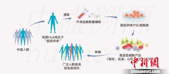 俞君英團隊通過技術攻關配型iPSC細胞系原理圖?！≈惺⑺菰垂﹫D 攝