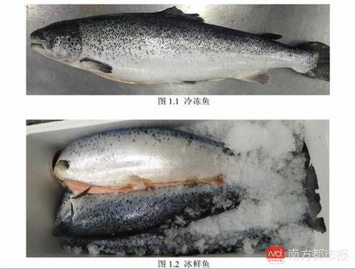 冷凍、冰鮮三文魚（來源：《生食三文魚》編制說明）.jpg