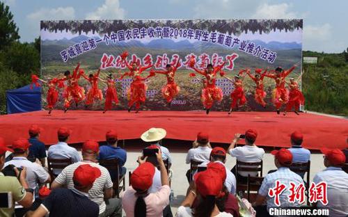 8月23日，羅城縣舉行喜迎第一個中國農(nóng)民豐收節(jié)暨2018年羅城野生毛葡萄產(chǎn)業(yè)推介活動。　韋如代　攝