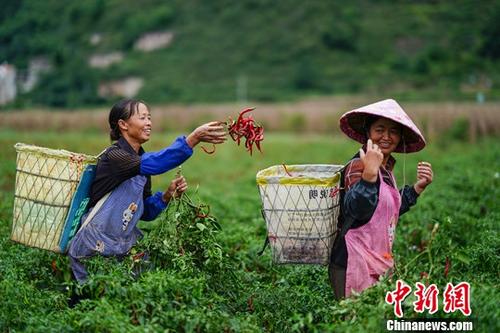 9月26日，貴州鎮(zhèn)寧扁擔山鎮(zhèn)蔬菜基地，菜農(nóng)在田間采摘辣椒。近日，正值貴州省鎮(zhèn)寧縣扁擔山鎮(zhèn)蔬菜基地各類蔬菜采摘上市時期，菜農(nóng)田間地頭采摘忙。<a target='_blank' href='http://www.chinanews.com/'>中新社</a>記者 賀俊怡 攝