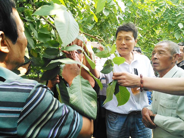 4北京市林業(yè)果樹科學(xué)研究院研究員郝艷賓淶水麻核桃基地授課。