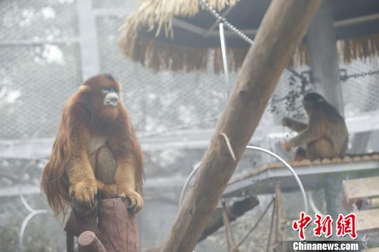 圖為重慶動物園的川金絲猴誠誠和玉玉?！№n璐 攝