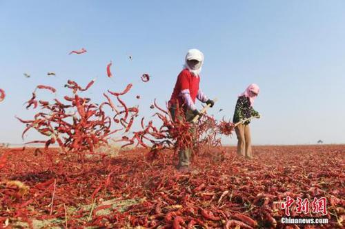 資料圖：祁連山下的甘肅高臺縣合黎鎮(zhèn)800畝辣椒曬場如“紅色海洋”，辣椒種植和加工已成為當(dāng)?shù)剞r(nóng)民致富增收的特色產(chǎn)業(yè)。 <a target='_blank' href='http://www.chinanews.com/'>中新社</a>記者 楊艷敏 攝