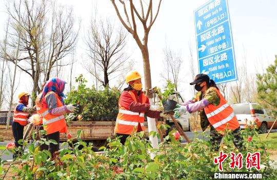 北京世園會將于4月底在延慶揭幕。圖為由延慶園藝產(chǎn)業(yè)園供應(yīng)的月季花苗被栽植到園區(qū)南路綠化帶兩側(cè)。延慶區(qū)供圖