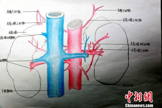 圖為腎上腺血管手繪圖?！√崎?攝