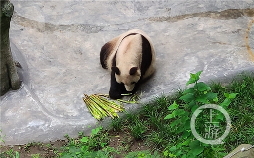 世界罕見(jiàn)！重慶動(dòng)物園兩只大熊貓同日生下雙胞胎