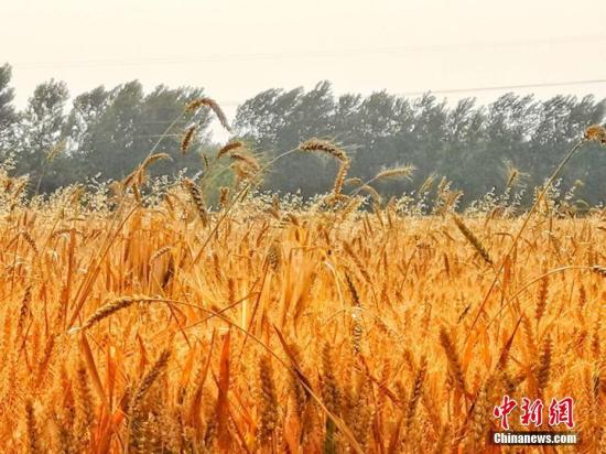 資料圖：皖北平原許多小麥種植區(qū)，進入收割期。劉浩 陳杰 攝