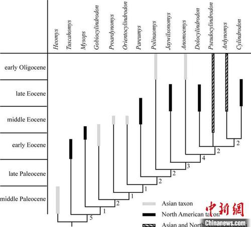 圓柱齒鼠類系統(tǒng)發(fā)育分析?？蒲袌F(tuán)隊(duì) 供圖