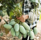 華潤(rùn)萬(wàn)家產(chǎn)地直采，讓北方饕客吃上嶺南芒果