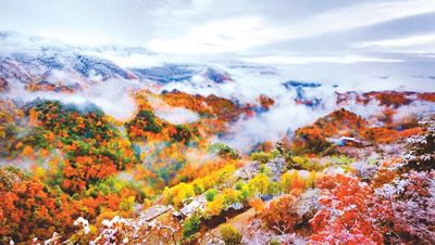 水青岡的紅葉