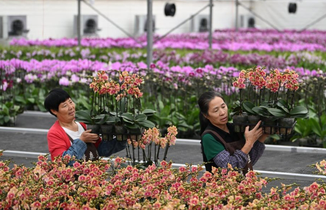 花香果俏忙上市