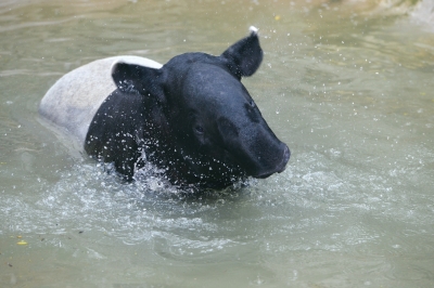 動物園防暑:動物們每天吃掉900斤西瓜